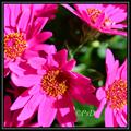 Pericallis Hybrid